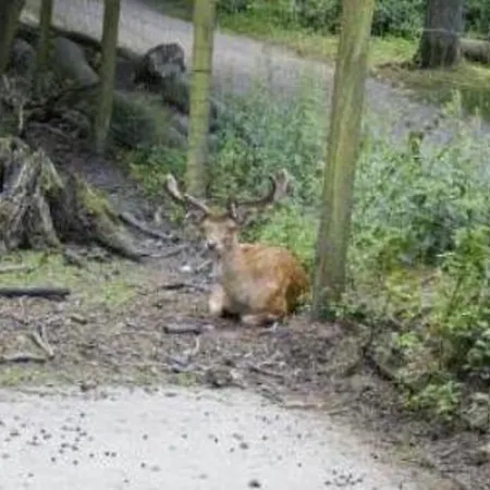 Haus Hohenstein 3* Виттен